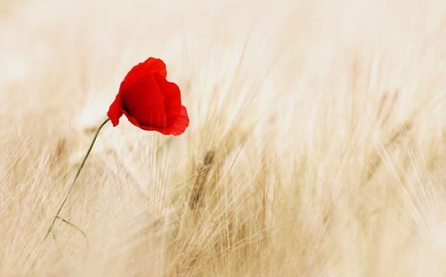 anzac-day-opening-hours-balcatta-panel-and-paint